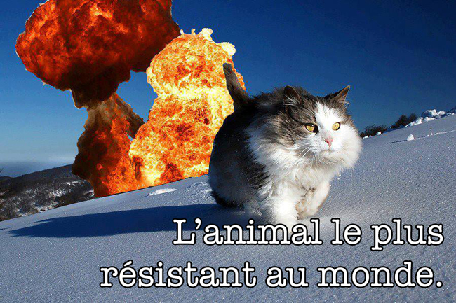 animal-resistant